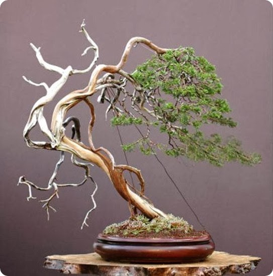 Juniperus sabina Juniperus sabina