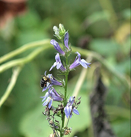[CC_TallBellflower_Bee%255B4%255D.jpg]