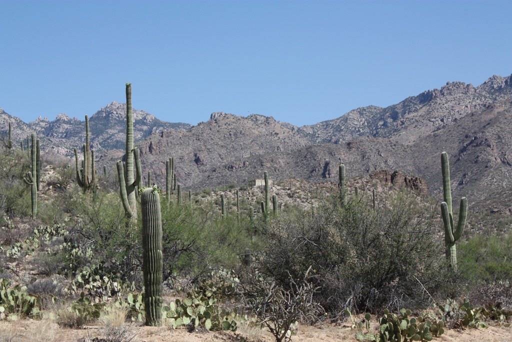 [sabino-canyon-0084.jpg]