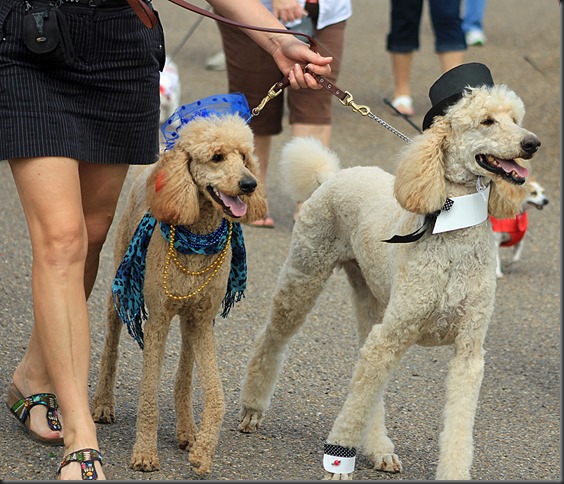 pet parade bentsen palm 201317