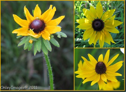 black-eyed susie collage