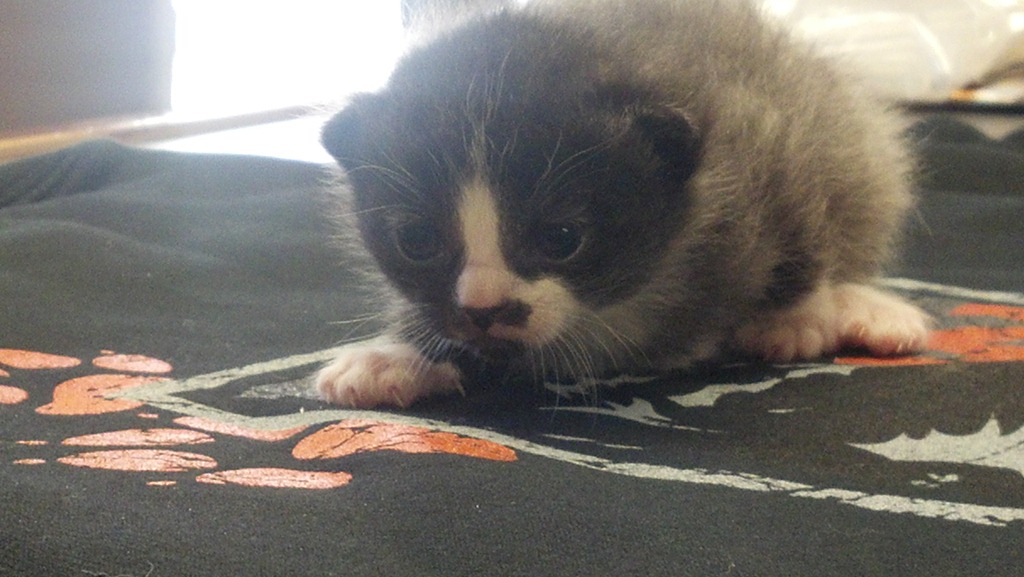 [kittens2%255B6%255D.jpg]