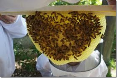 031513 bees building combe in TBH 031513 bees building combe in TBH