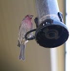 Now that's more like it!  It's always better to perch where there's food.