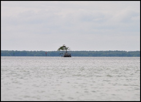 07 - Osprey Nest in small Mangrove Island