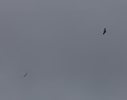 See those red-tailed hawks circling around up there?  They actually like the wind for soaring.  Let me warn you, since you are still so small - hawks can swoop down and pick up little creatures with their sharp talons.