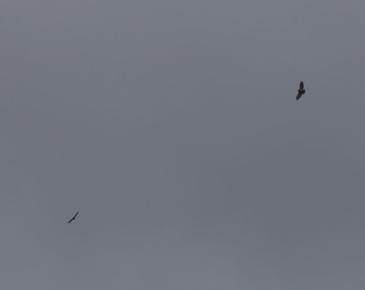 See those red-tailed hawks circling around up there?  They actually like the wind for soaring.  Let me warn you, since you are still so small - hawks can swoop down and pick up little creatures with their sharp talons.