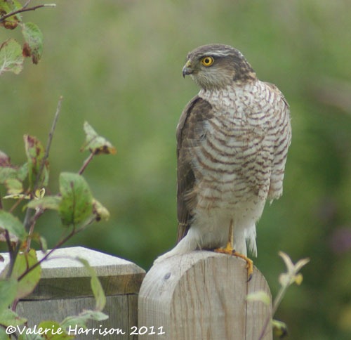 [1%2520sparrowhawk%2520%25282%2529%255B2%255D.jpg]