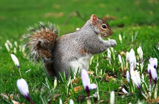 c0 A squirrel among sprouting tulips