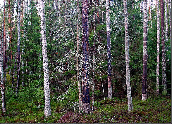 suomalainen syys metsä suppilovahvero 035 suomalainen syys metsä suppilovahvero 035