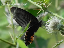 Papilionidae%25252c%252520papilio%252520protenor%25252c%252520spangle