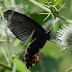 Papilionidae%25252c%252520papilio%252520protenor%25252c%252520spangle