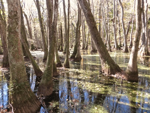 CypressSwamp-11-2014-11-7-19-18.jpg