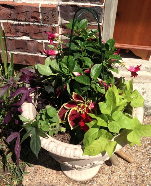 sweetpotatovinepots.jpg planter pots mandevilla sweet potato