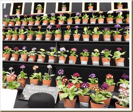 W&S Lockyer’s auricula display. DSCN9040