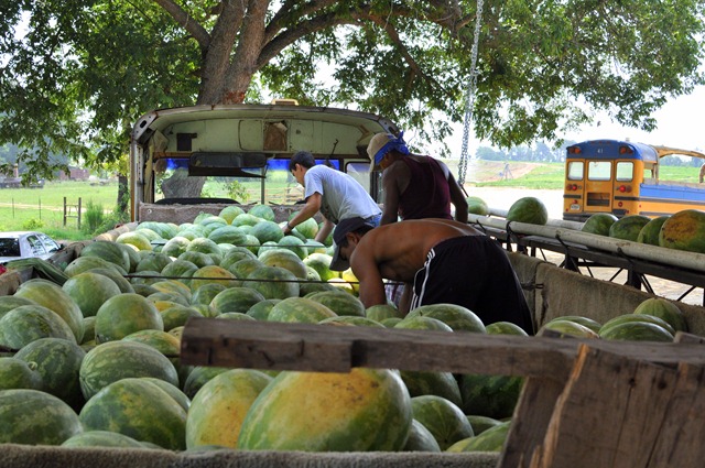 [watermelons%252011%25200705%2520%252856%2529%255B4%255D.jpg]