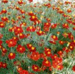 linné-tagetes linné-tagetes