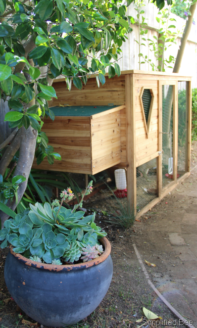 [backyard%2520chicken%2520coop%2520small%255B9%255D.png]