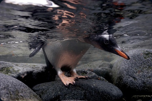 Leopard Seal Story Leopard Seal Story