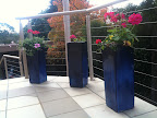 May 19 - Blue pots with geraniums