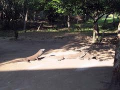 Komodo dragon at Rinca island Komodo dragon at Rinca island