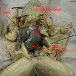 dissect11_labeled2.jpg