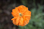 The bright orange color gives me a warm and sunny feeling.  No wonder this is the official state flower of California!