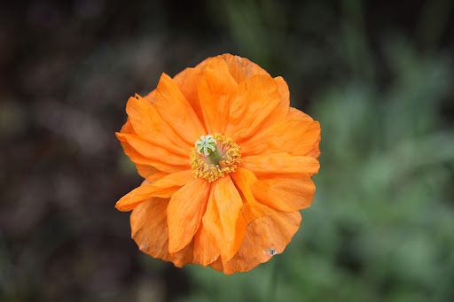 The bright orange color gives me a warm and sunny feeling.  No wonder this is the official state flower of California!