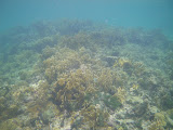 Corales en San Bernardo Corales en San Bernardo
