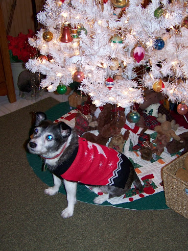 Karen M.'s 8 year old rescued terrier mix is named Frito and lives in Texas.