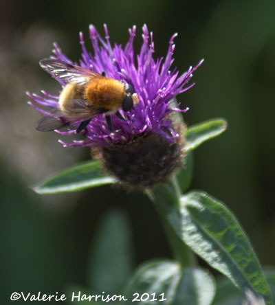 [20-Arctophila-superbiens%255B2%255D.jpg]