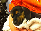 Eight-week-old hound mix Franky catches a few Z's before his TV premiere. (See link to Franky's adoption info at end of the post.)