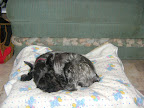 ESTRELLITA descansando después de su  primer baño Felizmente adoptada muchas gracias a su linda familia ¡¡