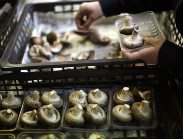 A woman packs shiitake mushrooms at the Anzai family farm near Fukushima, northern Japan. The Anzai family grows their mushrooms indoors, as a way to reduce the contact with high levels of airborne radiation produced by the Fukushima nuclear plant 37 miles away. REUTERS
