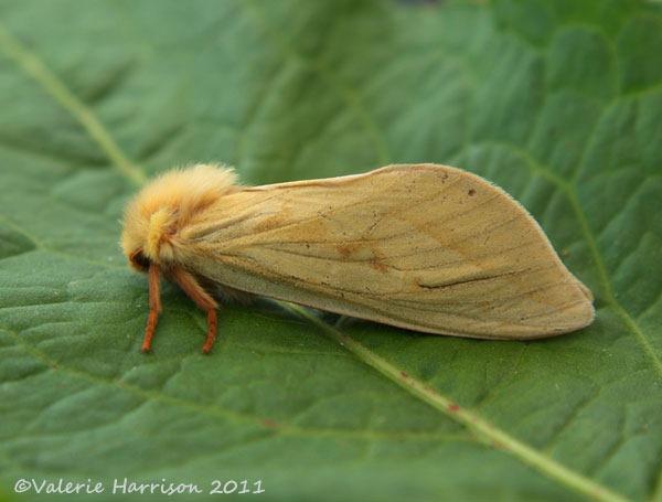 [ghost-moth-female-side%255B2%255D.jpg]