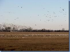 5777 Arkansas - I-40 - flock of birds