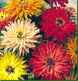 Zinnia Cactus Mix Zinnia Cactus Mix