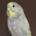 May -11 Dusty.JPG