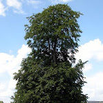 staunen!! >20m (by Buckel) 100493.jpg