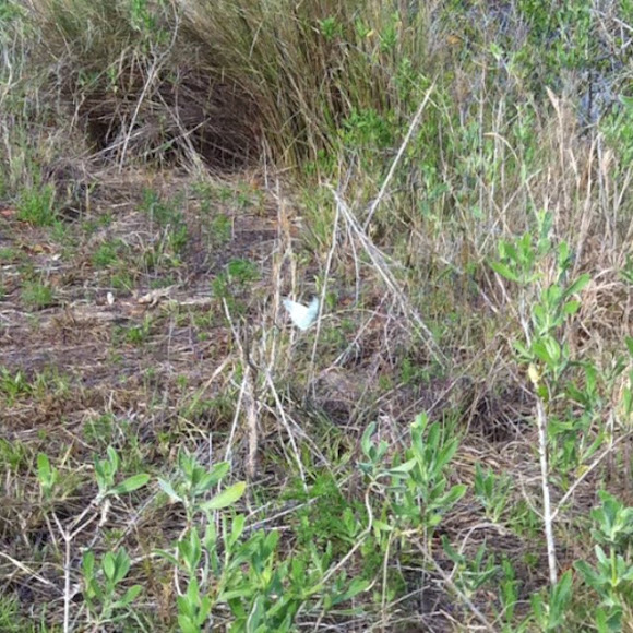 Spotting Image 1