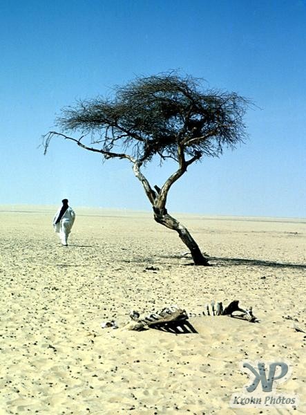 tree-of-tenere-7 tree-of-tenere-7