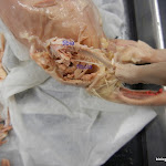 rat_leg_bones_labeled.JPG