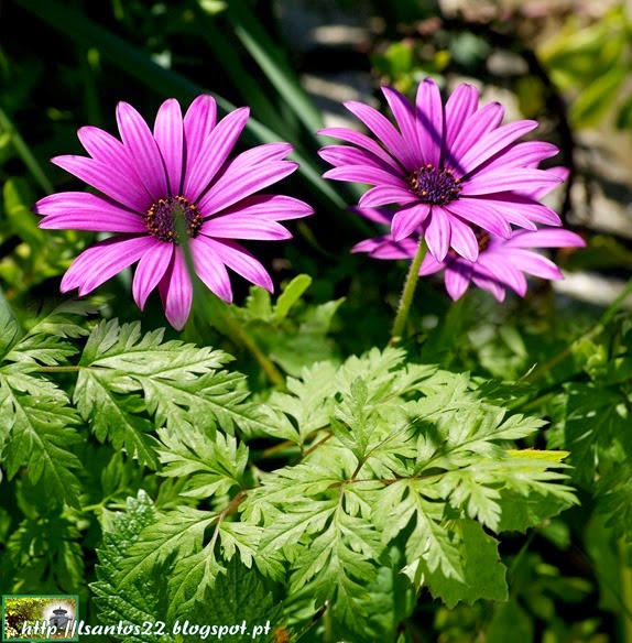 Sinais de Primavera em Ota (2)