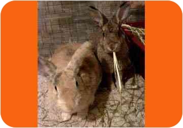 Bunnies can make great pets and can be a better fit for some households than another type of animal. Bun-Bun and Suzy here are the perfect bonded pair for a loving household. These girls are litter-box trained and love to play with their toys. Bunnies can make great pets and can be a better fit for some households than another type of animal. Bun-Bun and Suzy here are the perfect bonded pair for a loving household. These girls are litter-box trained and love to play with their toys.