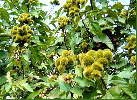 Urucum Branco Urucum Branco