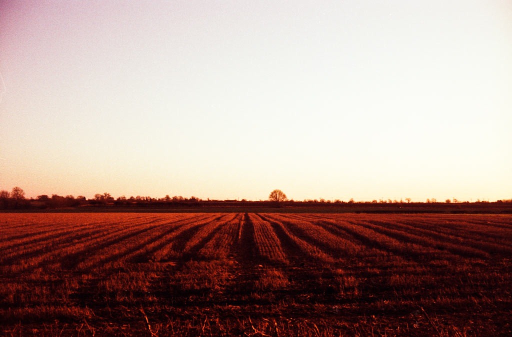 [Stubble-at-Sunset---XPRO8.jpg]