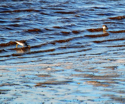 11. yellowlegs-kab