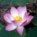 bloomed lotus flower