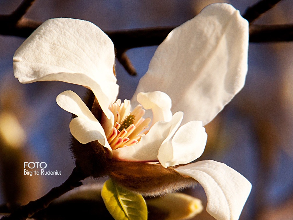 [blom_20120322_magnolia1%255B2%255D.jpg]