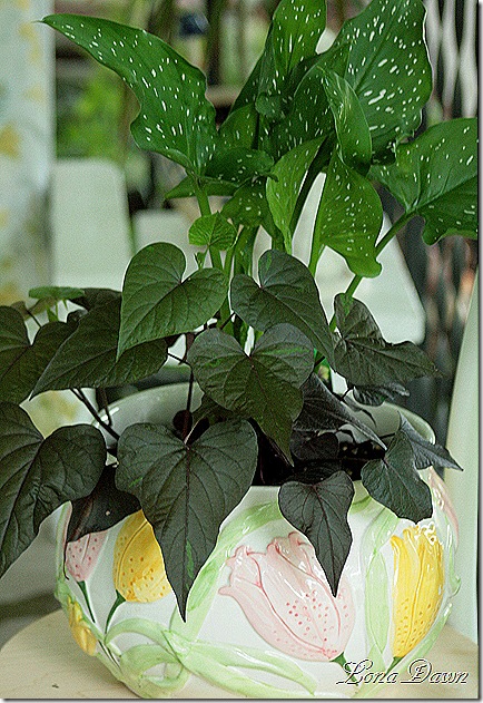 CallaLily_PotatoVine_Ipomea
